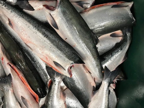 Sockeye Salmon H&G 4/6 lbs